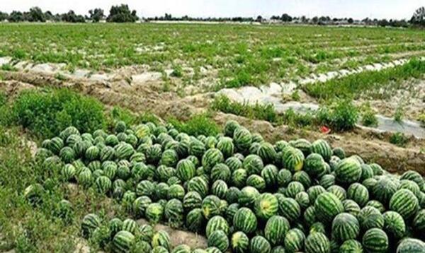 عکس کاشت هندوانه