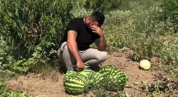 عکس کاشت هندوانه