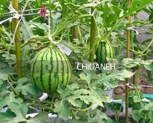 عکس کاشت هندوانه