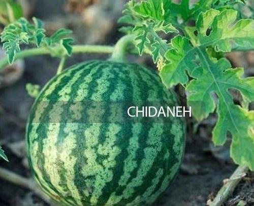 عکس کاشت هندوانه