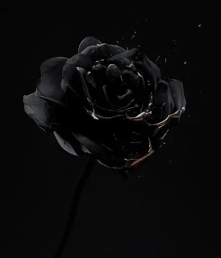 عکس پروفایل رز سیاه