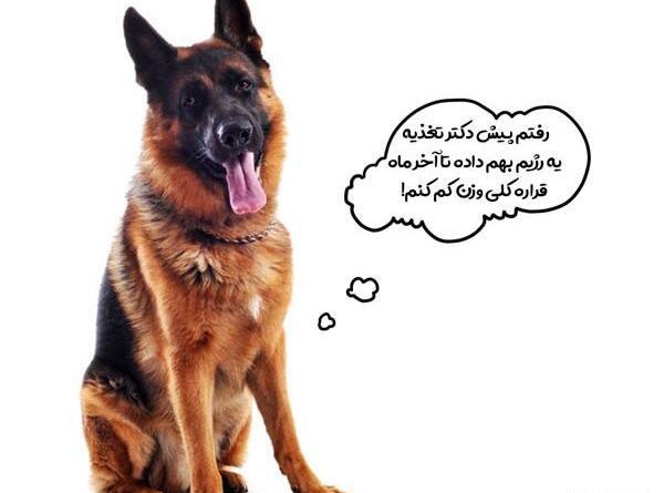 عکس سگ ژرمن زیبا