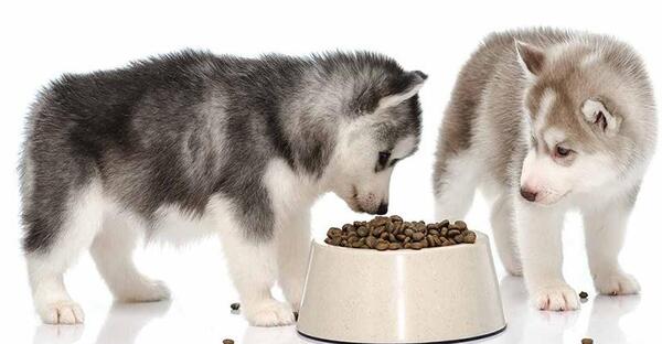 عکس غذای سگ هاسکی