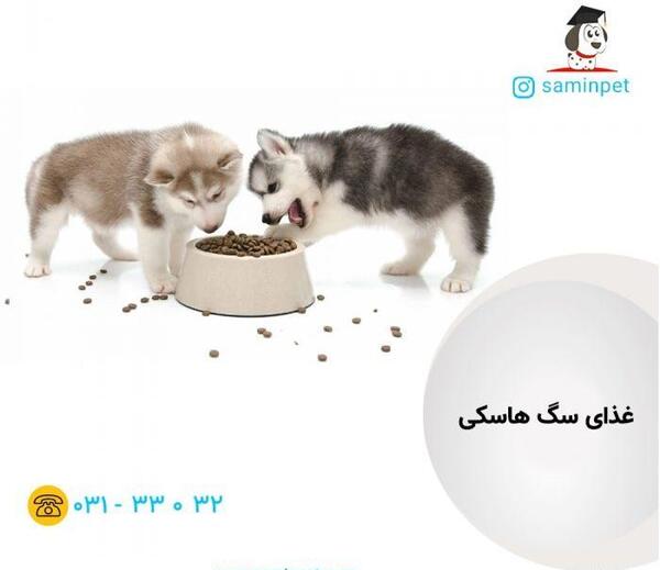 عکس غذای سگ هاسکی