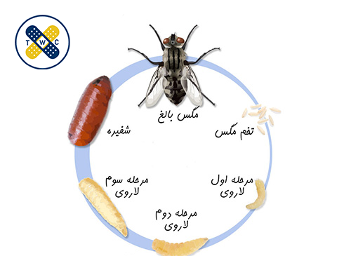 عکس نوزاد مگس