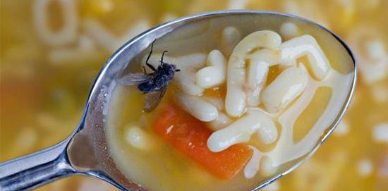 عکس نوزاد مگس