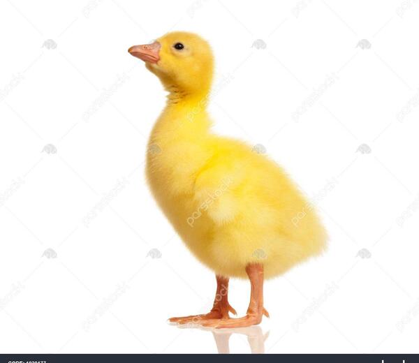 عکس بچه غاز