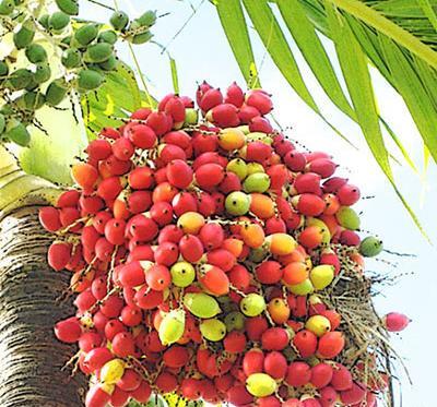 عکس کاشت خرما