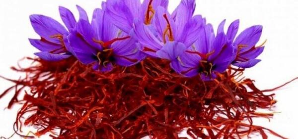 عکس میکروسکوپی زعفران