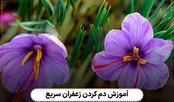 عکس میکروسکوپی زعفران