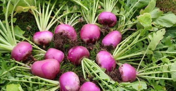 عکس از برگ شلغم
