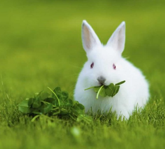 عکس یونجه برای خرگوش