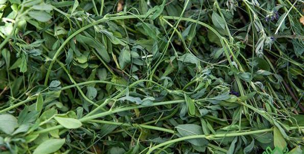 عکس یونجه برای خرگوش
