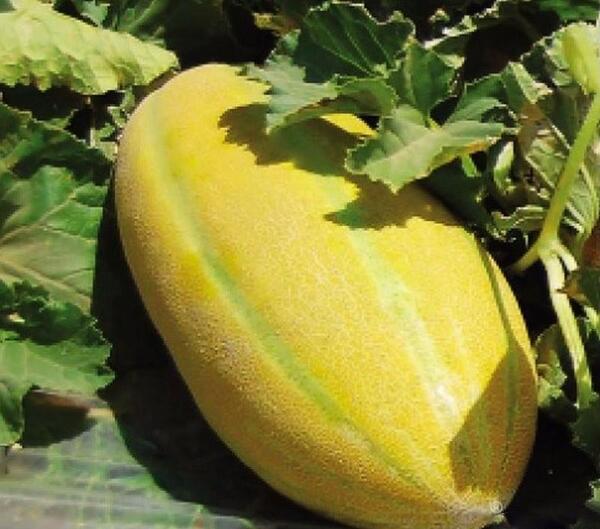 عکس طالبی و خربزه