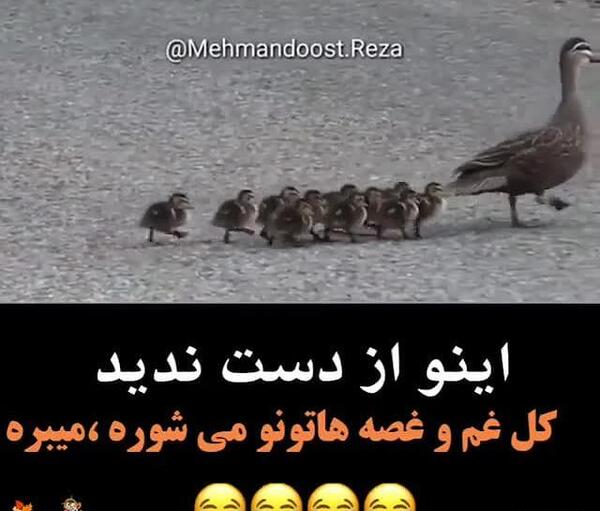 عکس استوری واتساپ خنده دار