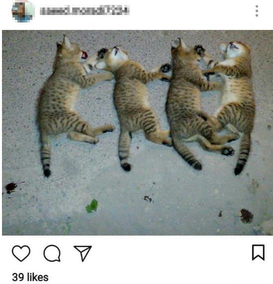 عکس نقشه ایران گربه