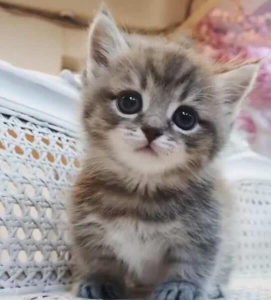 عکس گربه خانگی ایرانی