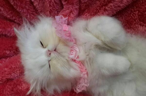 عکس گربه خانگی ایرانی