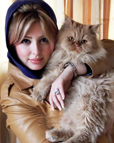 عکس گربه خانگی ایرانی