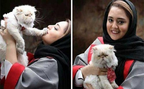 عکس گربه خانگی ایرانی