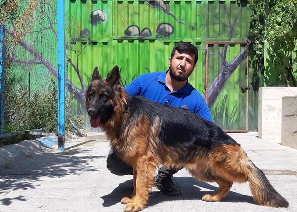 عکس سگ ژرمن شولاین