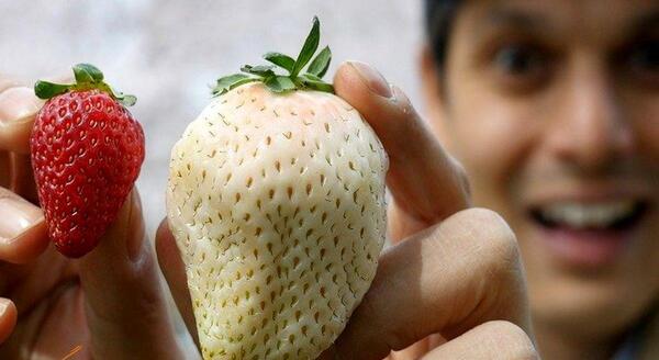 عکس طلا ژاپن