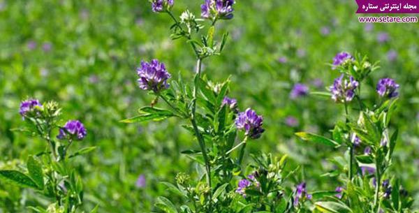 عکس بوته یونجه