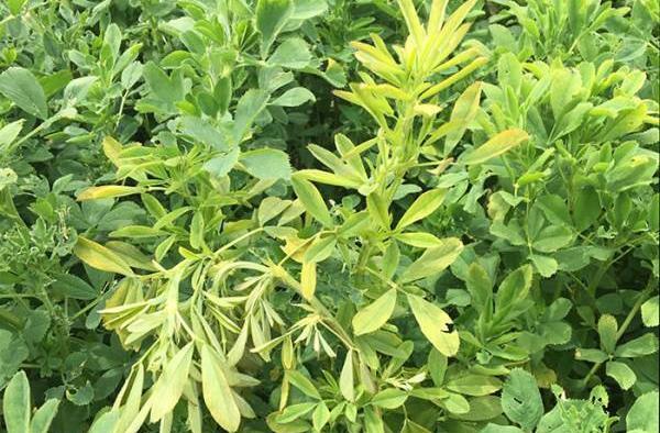 عکس بوته یونجه