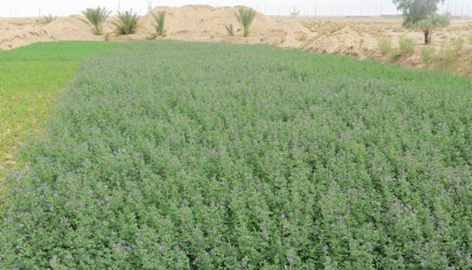 عکس بوته یونجه