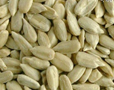 عکس تخمه مرغ شترمرغ