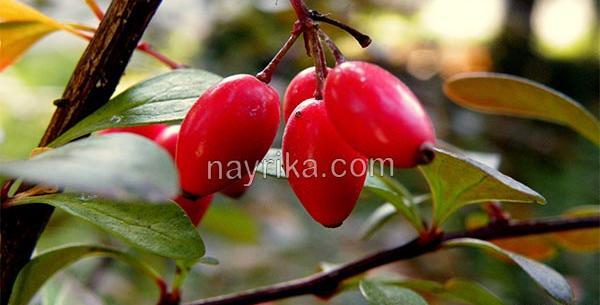 عکس زرشک تازه