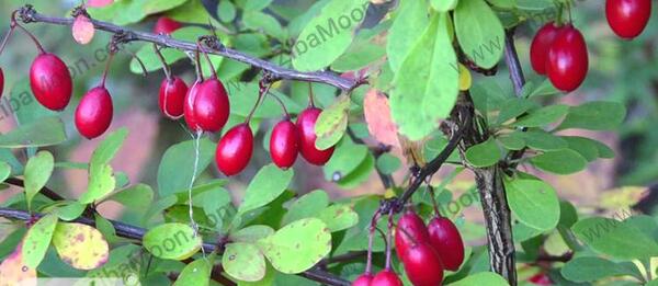 عکس زرشک تازه
