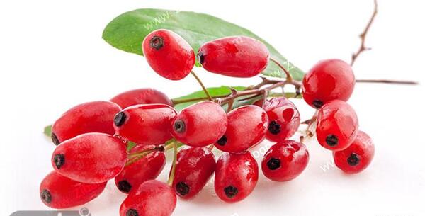عکس زرشک تازه