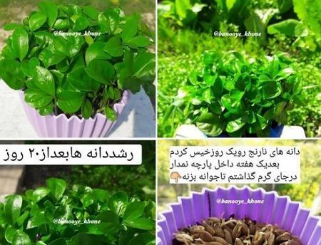 عکس سبزه عید نوروز ساده