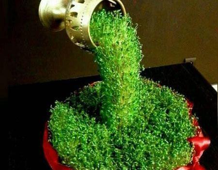 عکس سبزه عید نوروز ساده