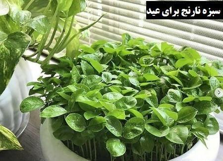 عکس سبزه عید نوروز ساده