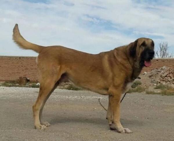 عکس سگ عراق