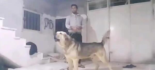 عکس سگ عراق