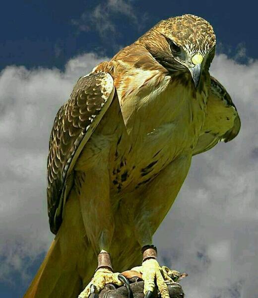 عکس زیبای عقاب