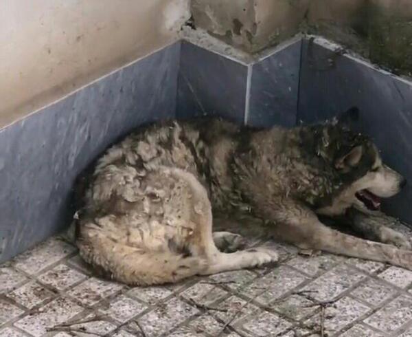 عکس سگ هاسکی و گرگ