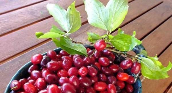 عکس قرص زغال اخته