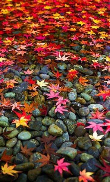 عکس زمینه های
