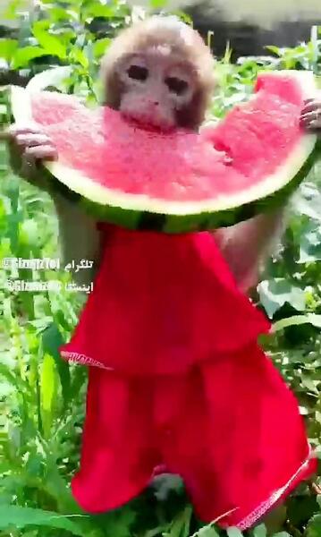 عکس میمون با لباس قرمز