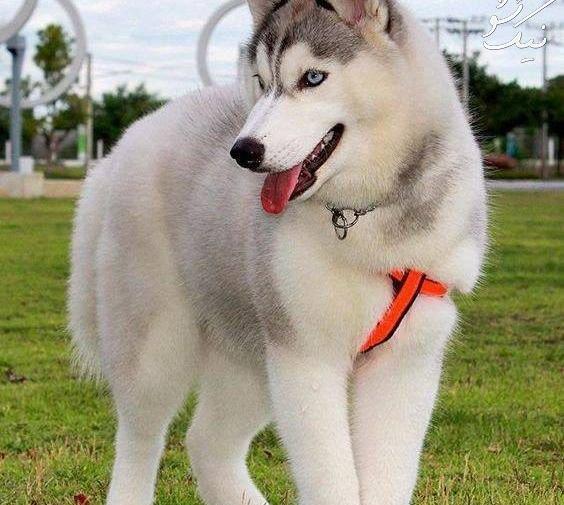 عکس جدید از سگ هاسکی