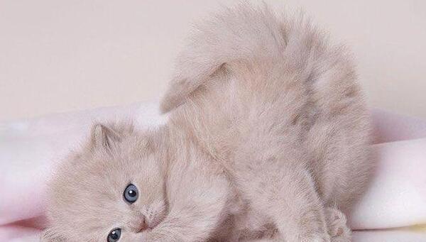 عکس گربه ناز نازی