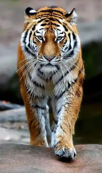 عکس تصویر زمینه پلنگ
