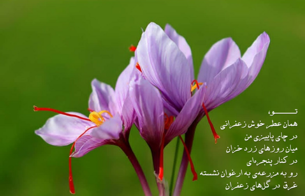 عکس زعفران جدید