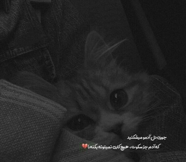 عکس پروفایل ست گربه ای