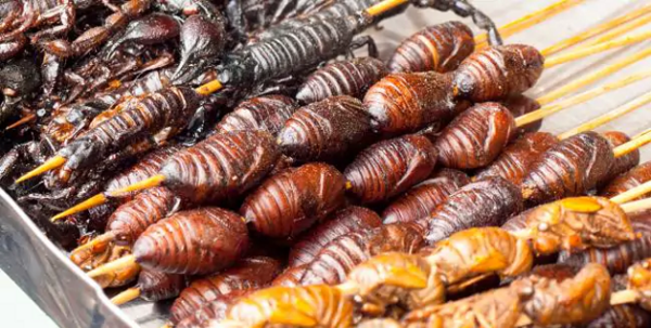 عکس شیر سوسک