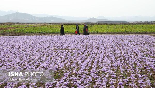 عکس زعفران زاوه